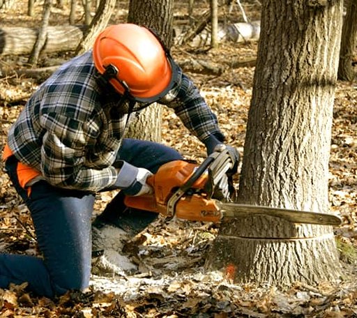 Tree Removal in Whitney, PA